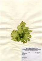 藏品(石蓴)的圖片